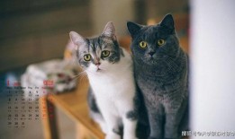 猫猫子闺蜜爆料视频,揭秘不为人知的幕后故事