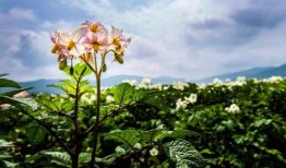 土豆花开电影在线观看,一段乡村爱情的温暖绽放